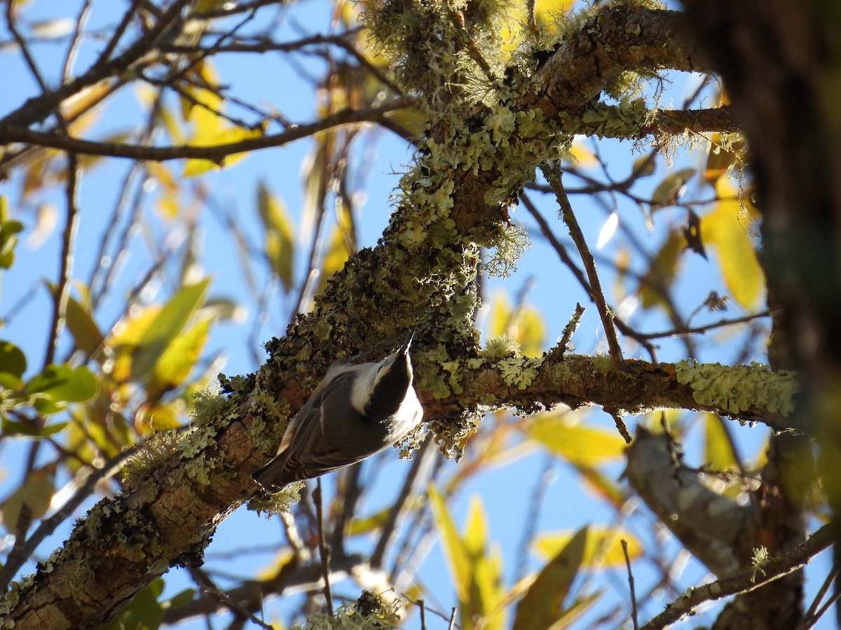 White-breasted Nuthatch - ML625224727