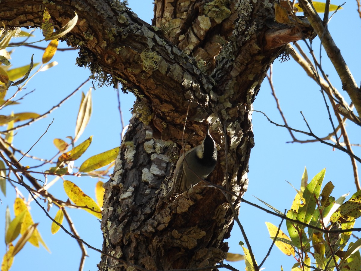 White-breasted Nuthatch - ML625224728