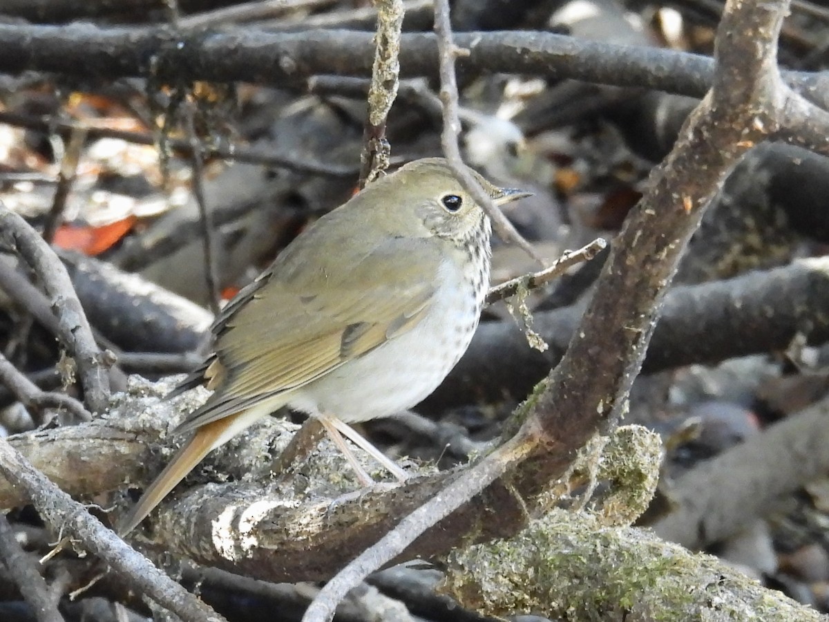 Hermit Thrush - ML625224738
