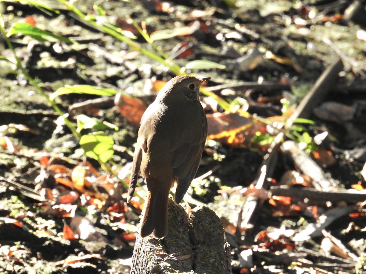 Hermit Thrush - ML625224739