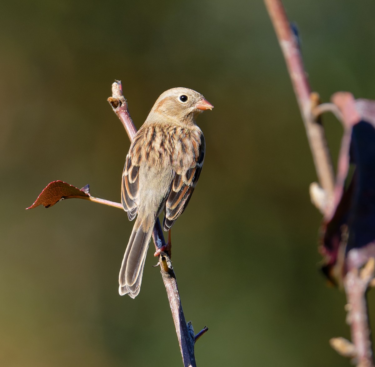 Field Sparrow - ML625224748