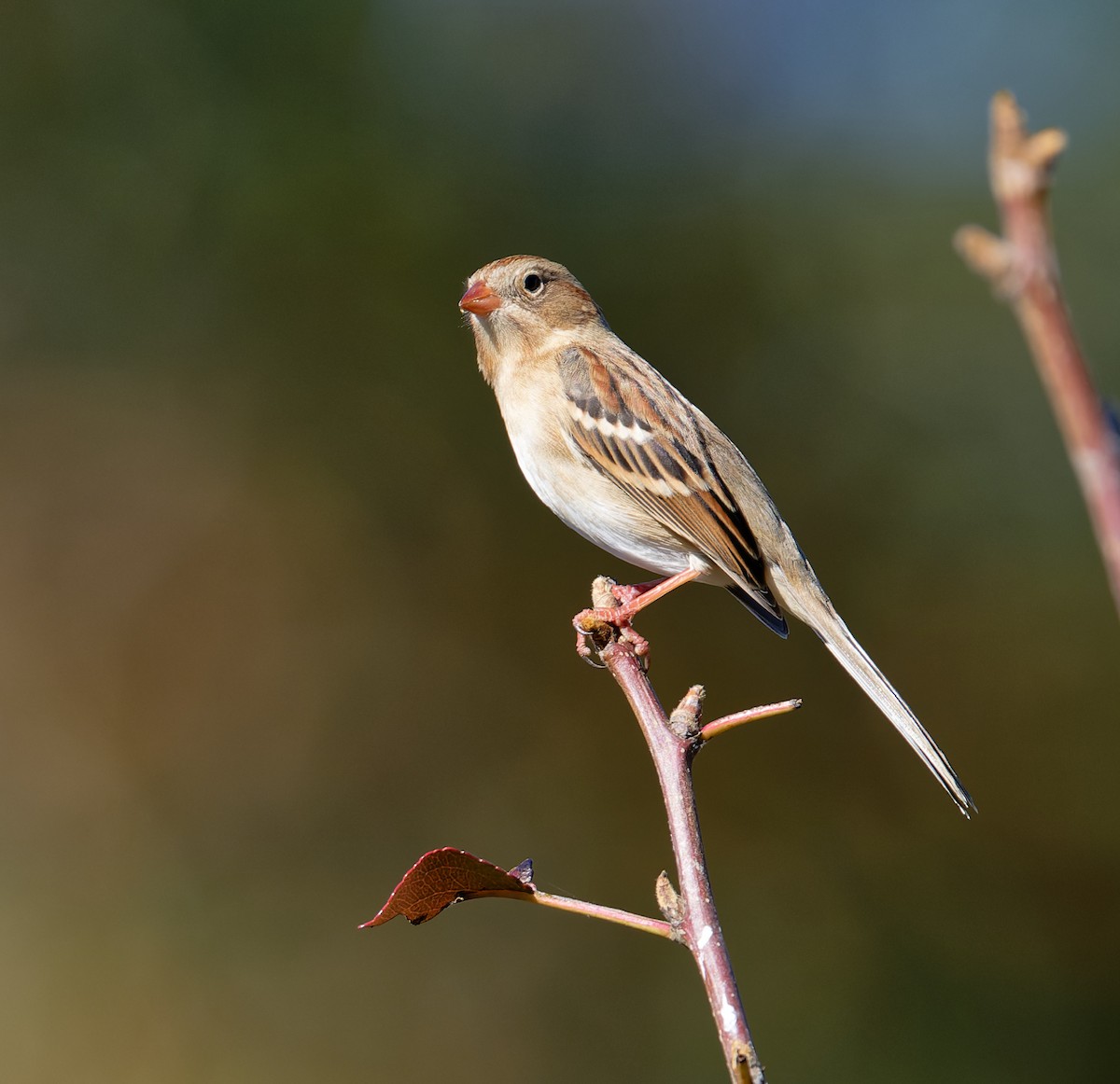 Field Sparrow - ML625224774