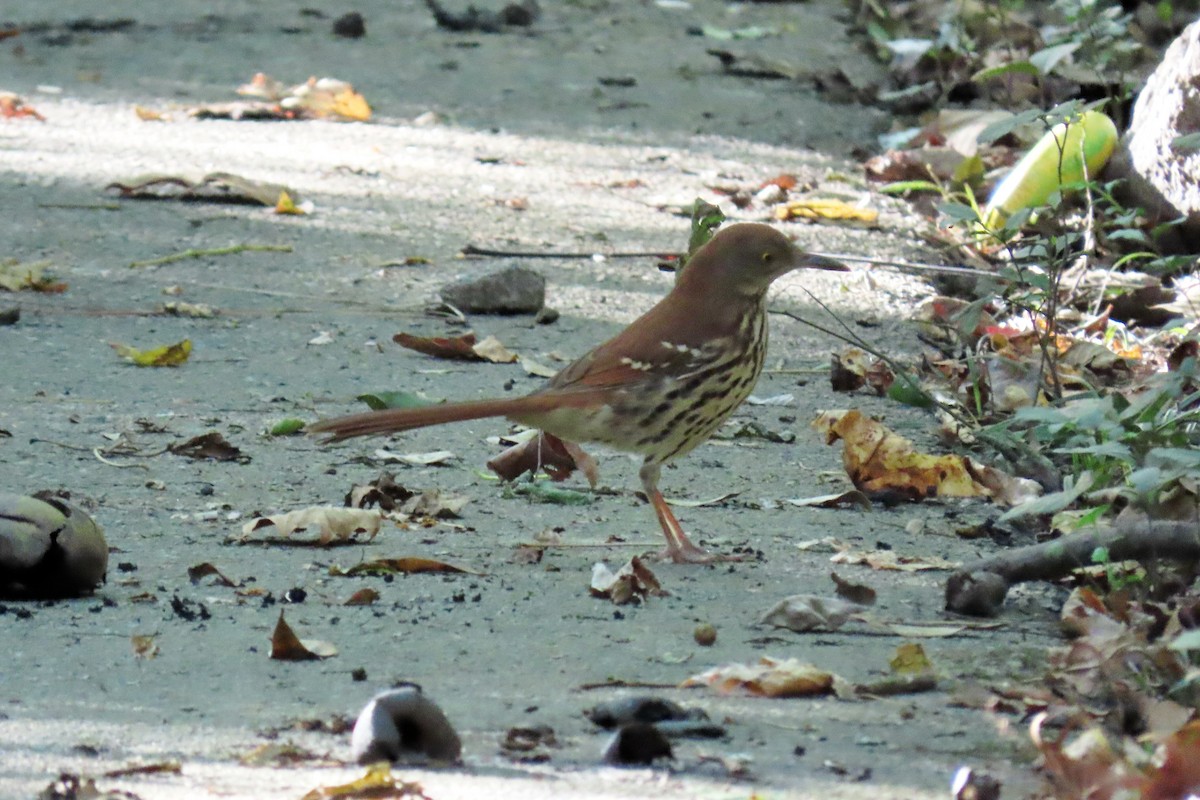 Brown Thrasher - ML625224881