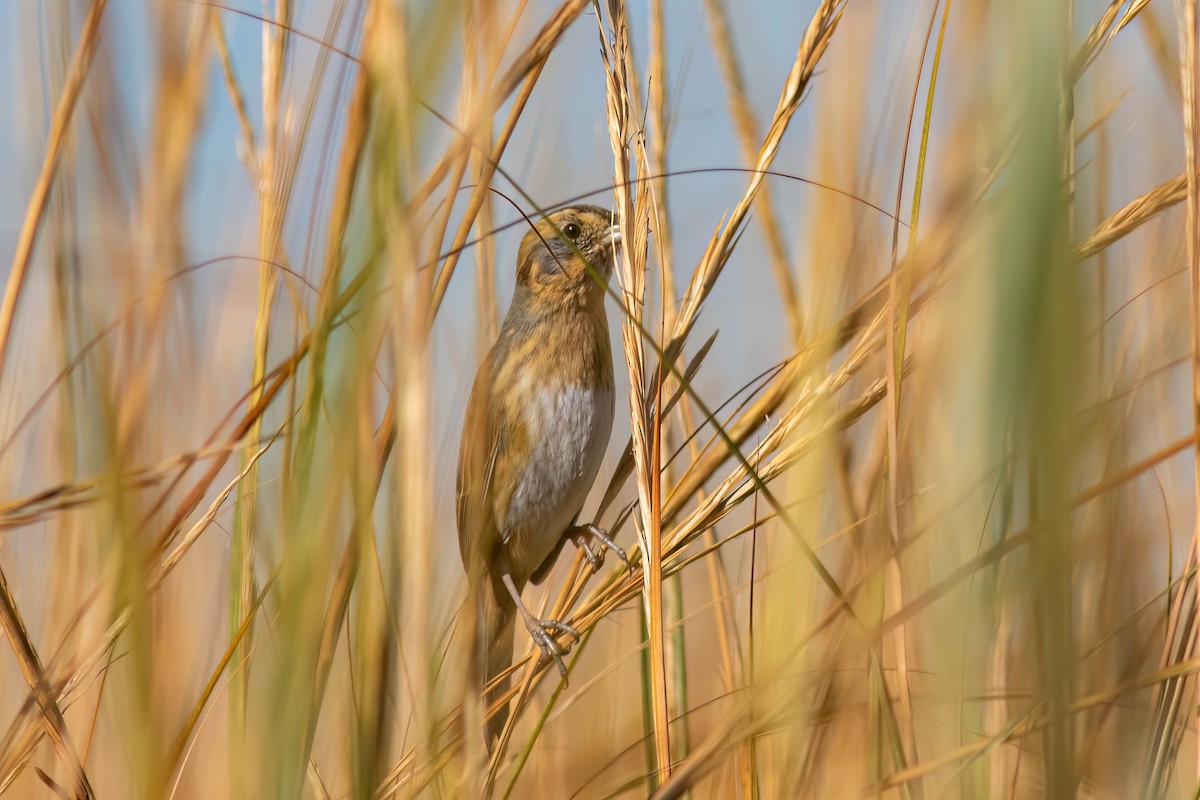 Nelson's Sparrow - ML625224921