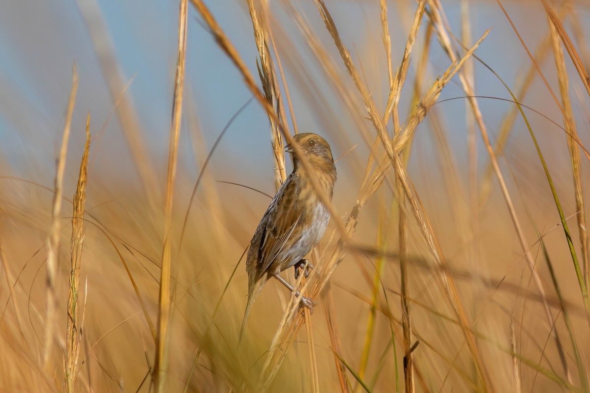 Nelson's Sparrow - ML625224922
