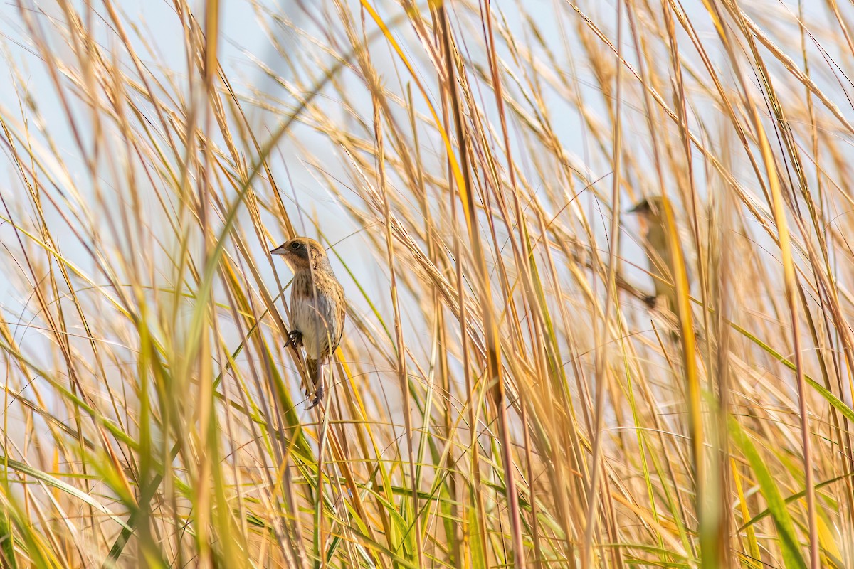 Nelson's Sparrow - ML625224923