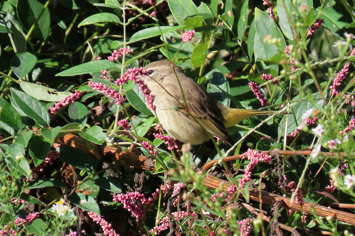 Palm Warbler - ML625224955