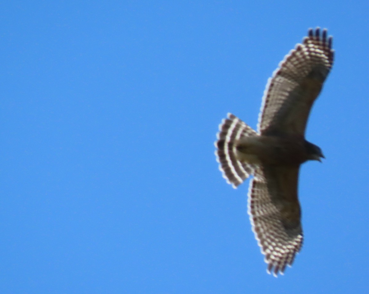 Red-shouldered Hawk - ML625225029