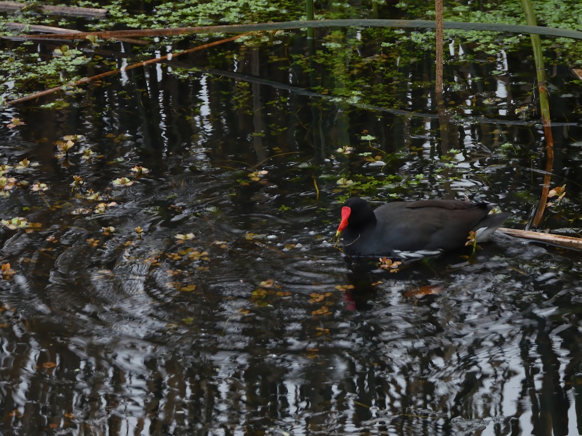 Common Gallinule - ML625225086