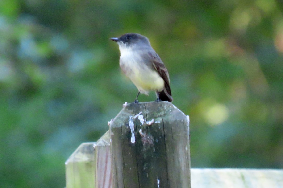 Eastern Phoebe - ML625225133