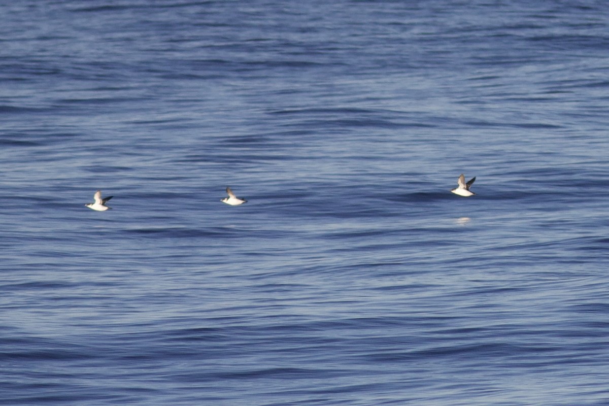 Dickschnabellumme - ML625225286