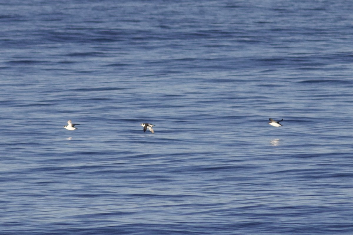 Dickschnabellumme - ML625225289