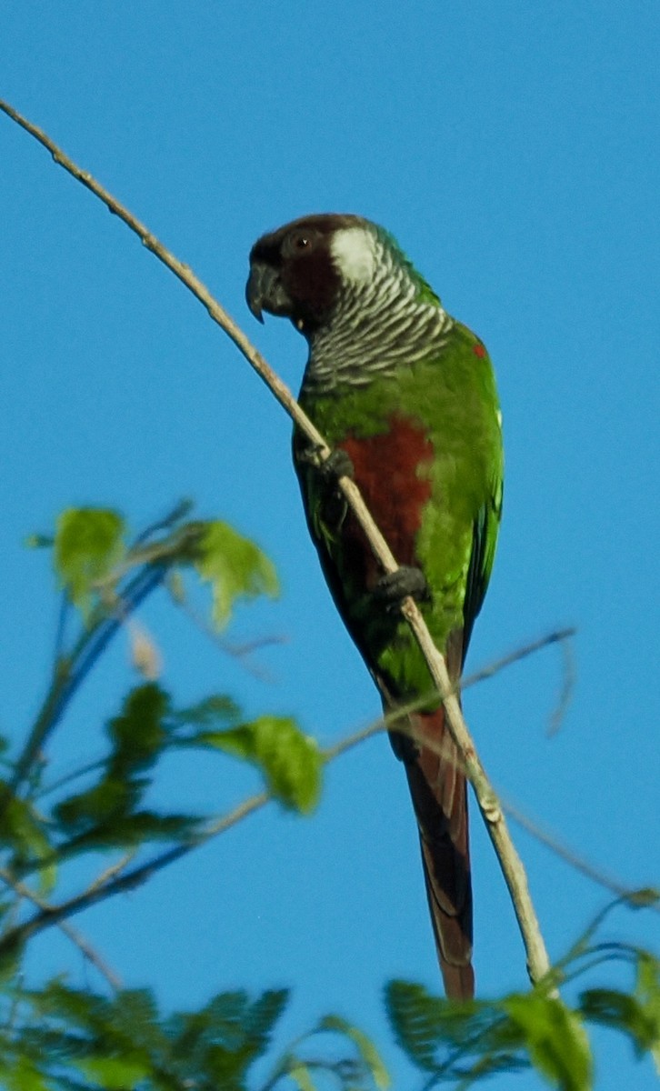 Gray-breasted Parakeet - ML625225297