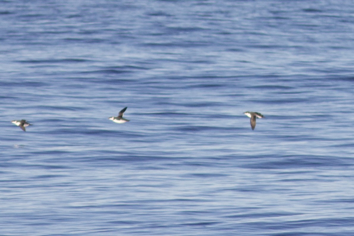 Dickschnabellumme - ML625225298