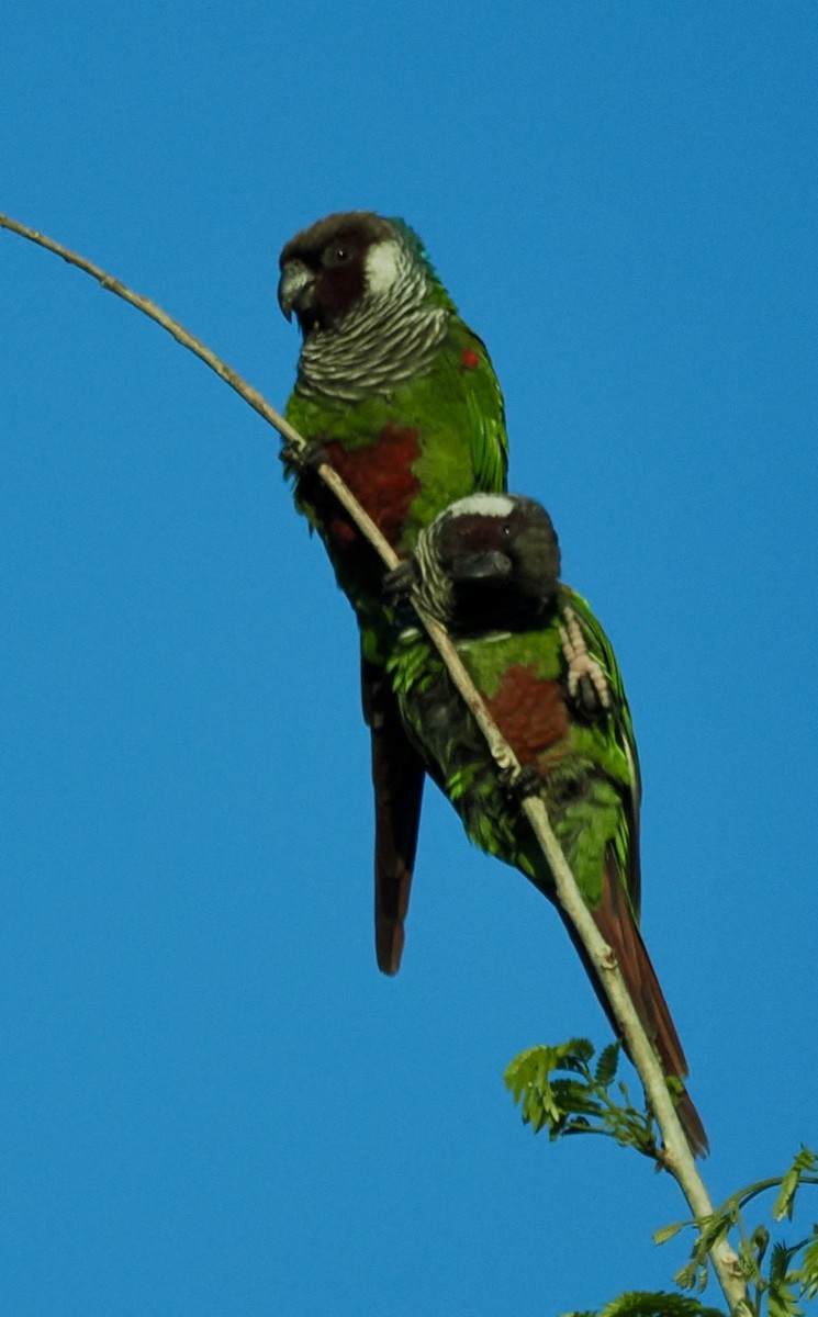 Gray-breasted Parakeet - ML625225299