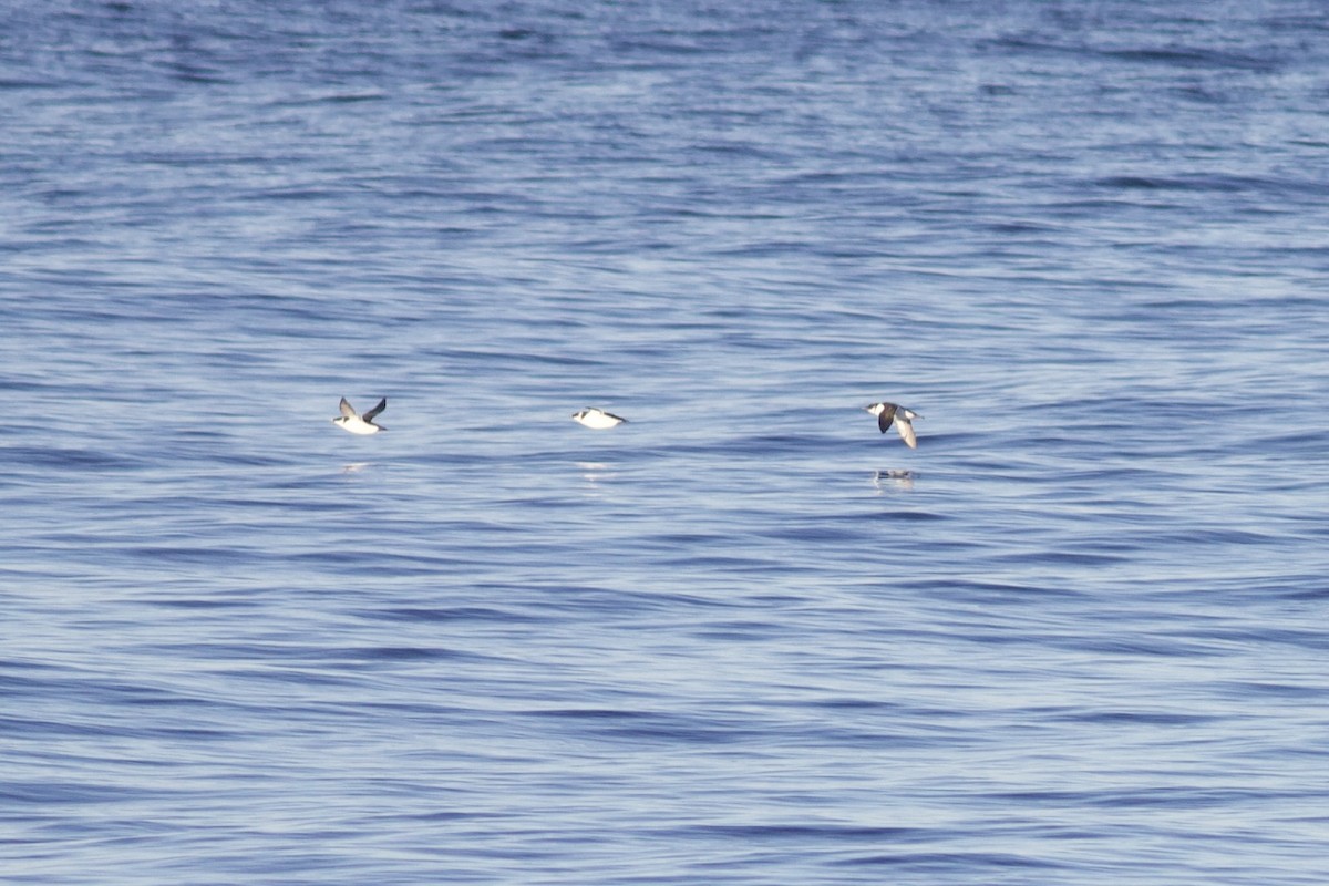 Dickschnabellumme - ML625225302