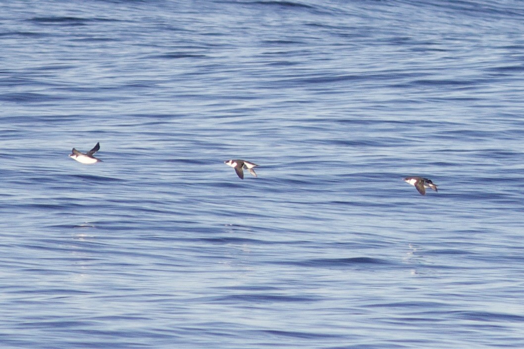 Dickschnabellumme - ML625225335