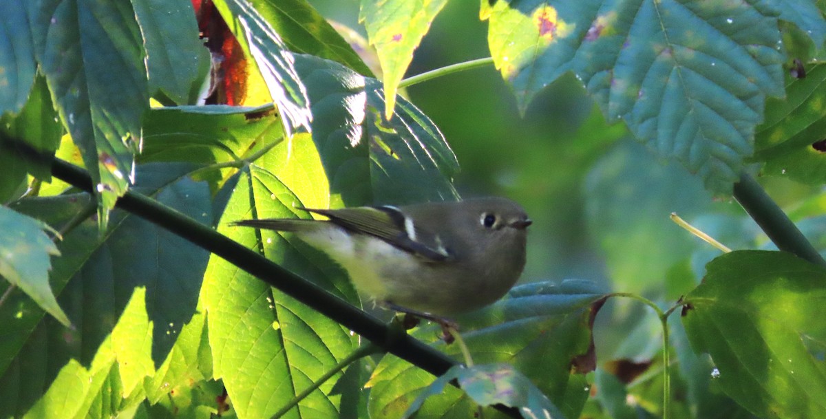 Ruby-crowned Kinglet - ML625225349