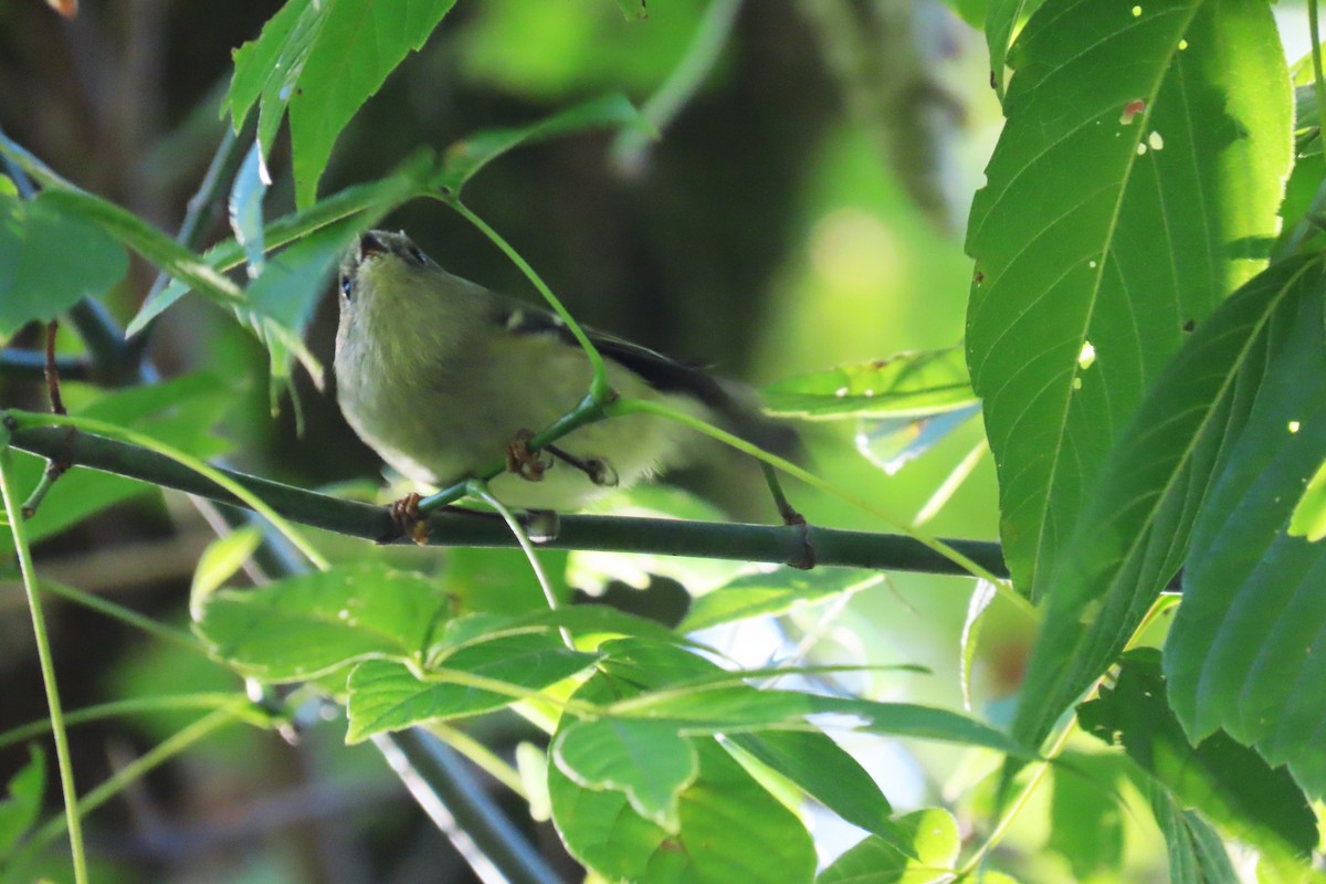 Ruby-crowned Kinglet - ML625225350