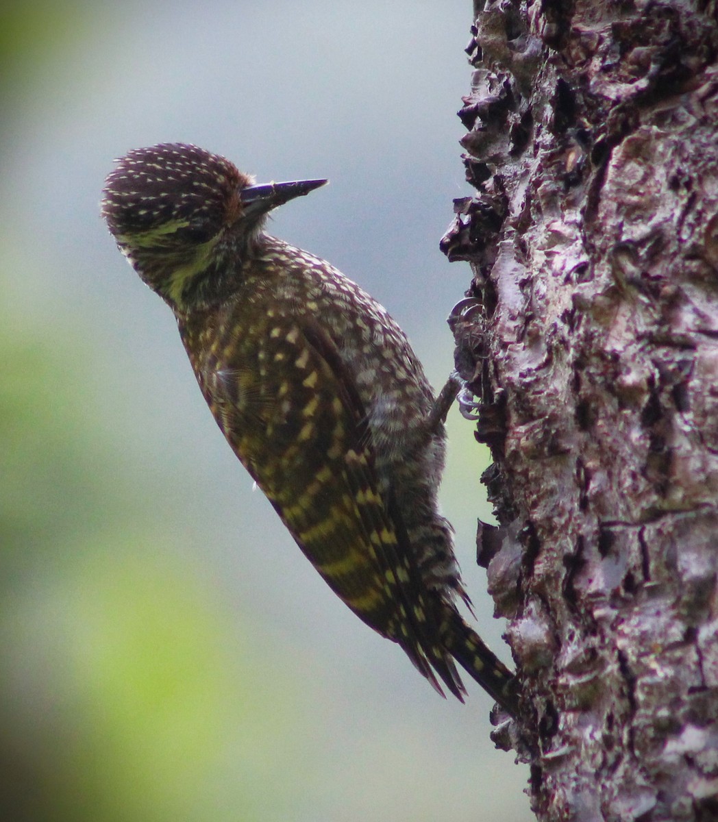 White-spotted Woodpecker - ML625225411