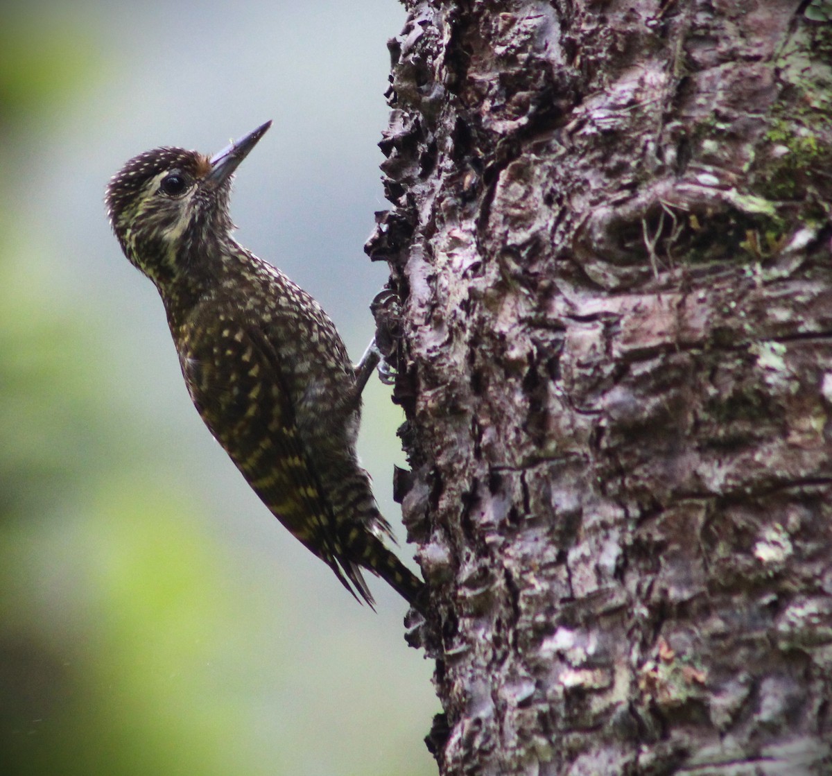 White-spotted Woodpecker - ML625225412