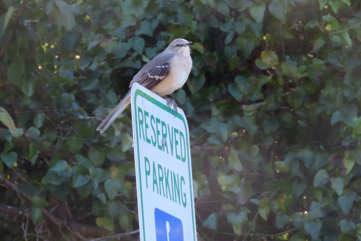 Northern Mockingbird - ML625225423