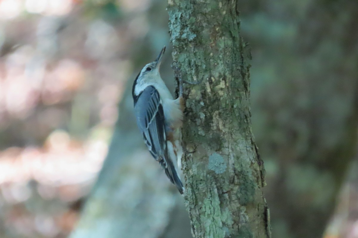 White-breasted Nuthatch - ML625225511