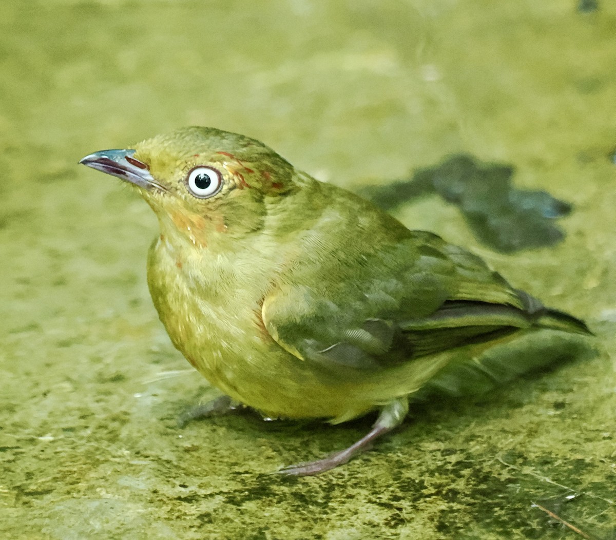 Band-tailed Manakin - ML625225570