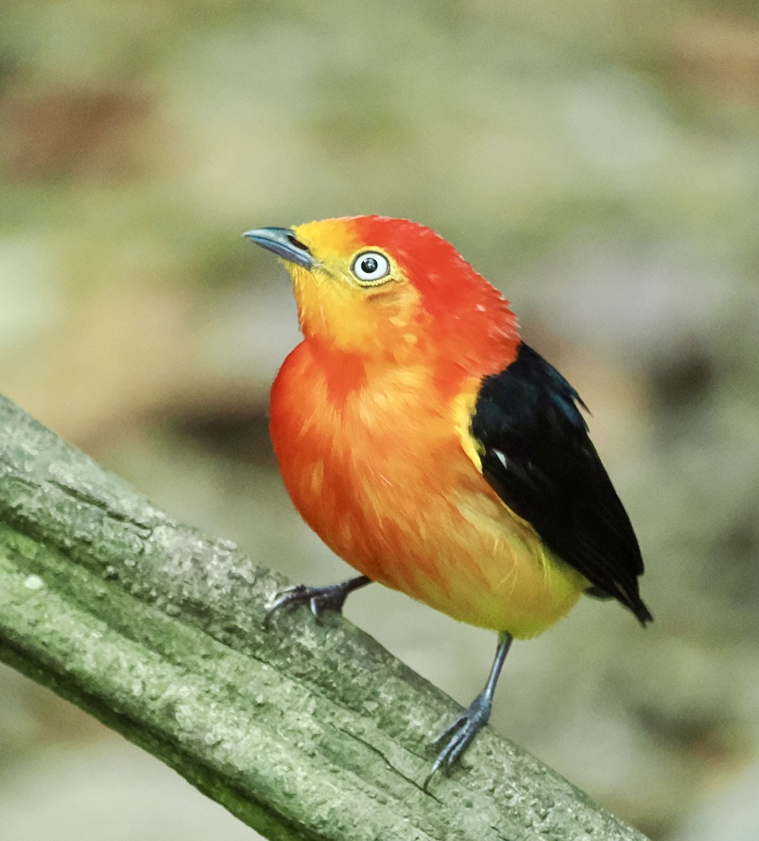 Band-tailed Manakin - ML625225571