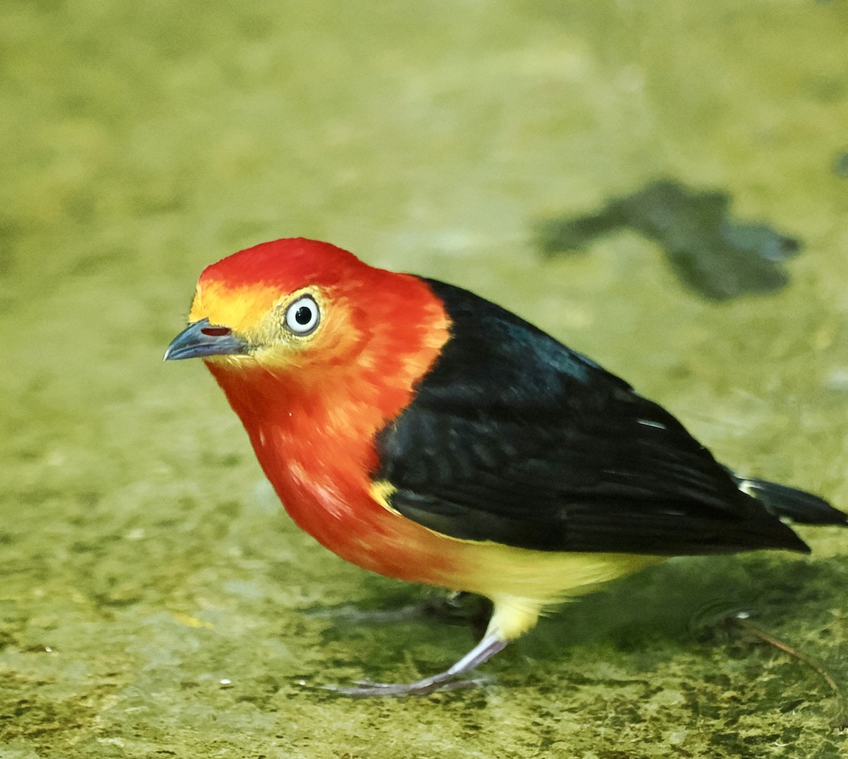 Band-tailed Manakin - ML625225572