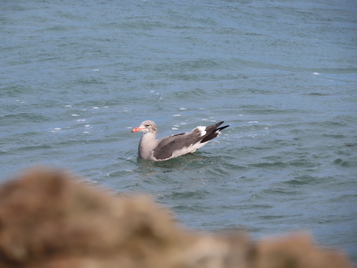 Heermann's Gull - ML625225631