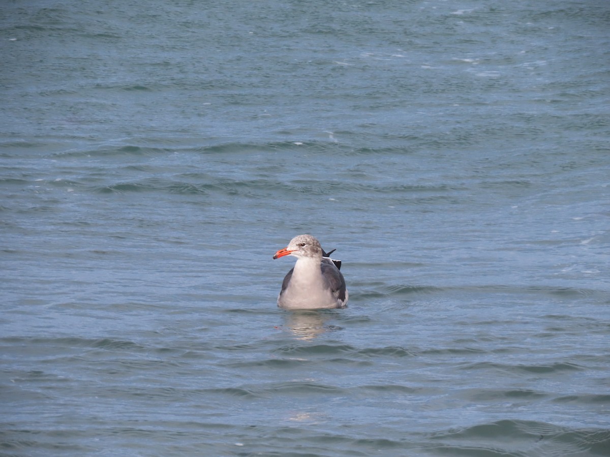 Heermann's Gull - ML625225633