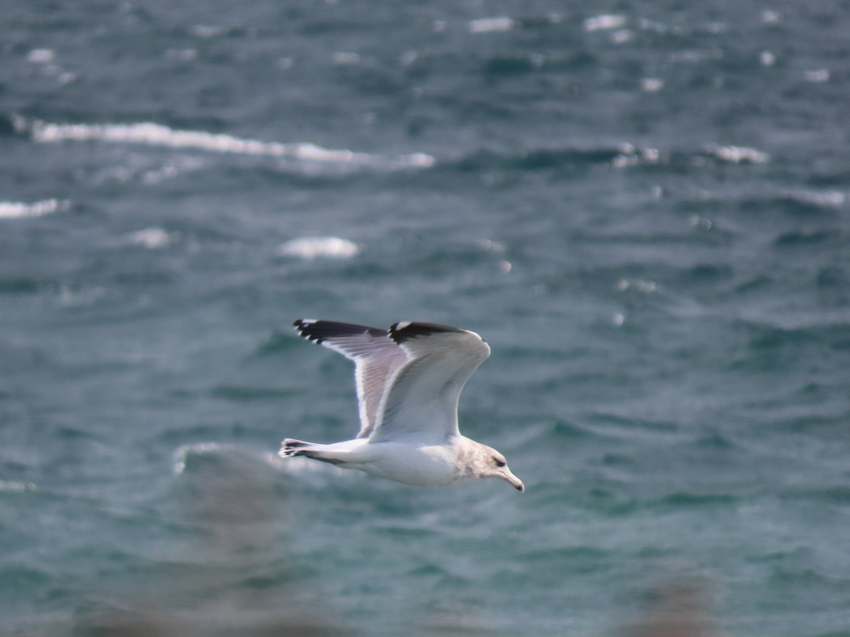 California Gull - ML625225651