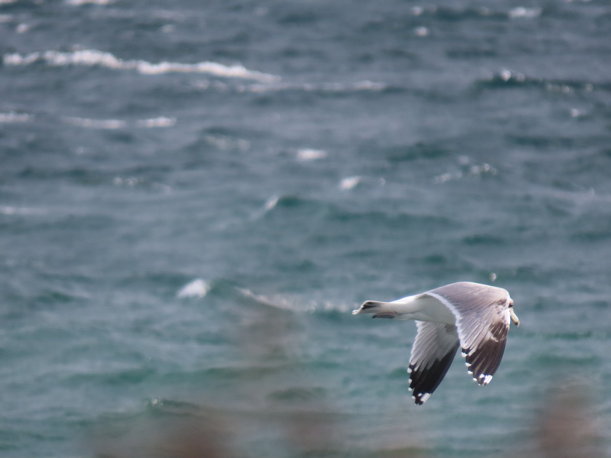 California Gull - ML625225652