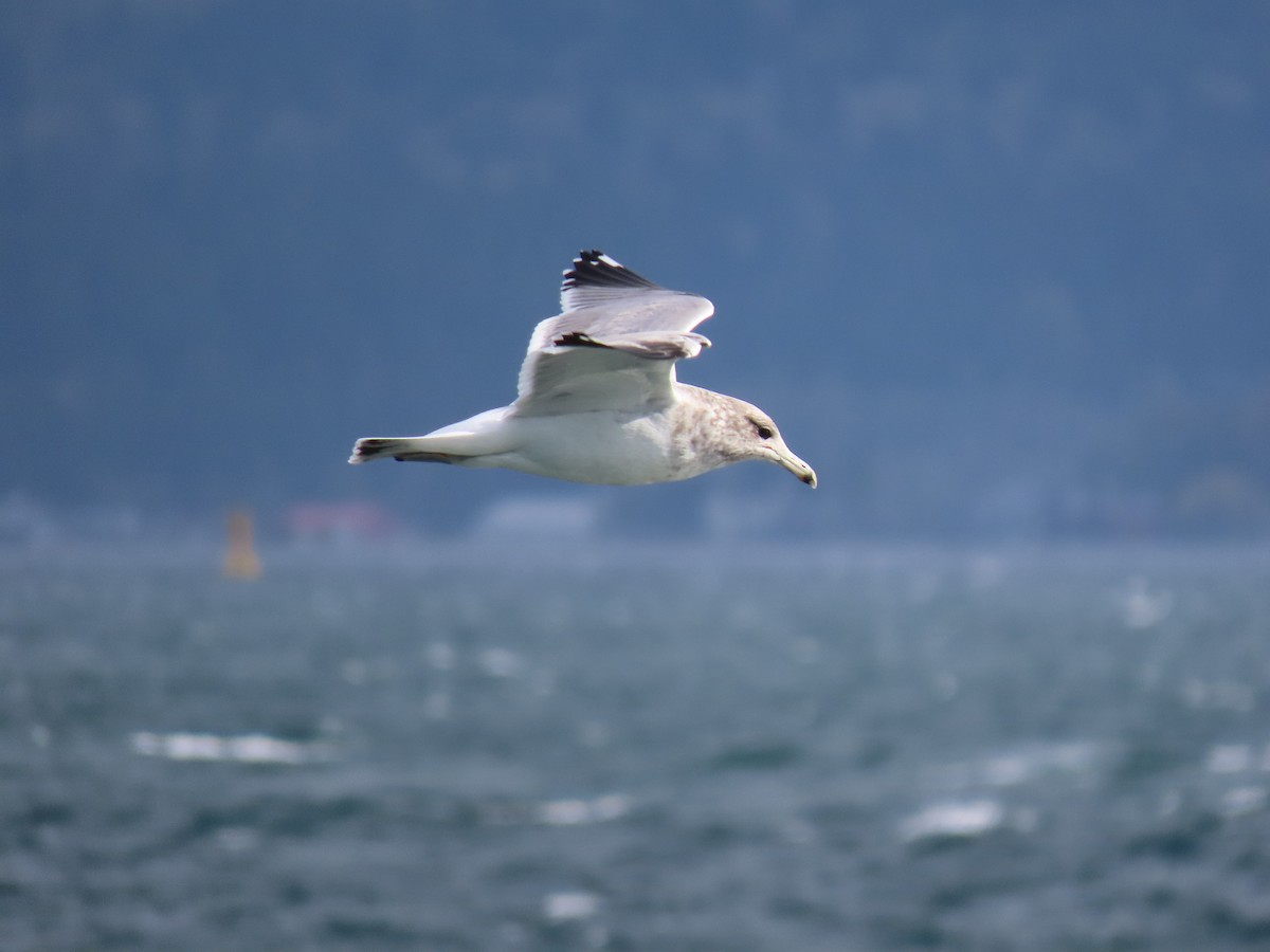 California Gull - George Gerdts