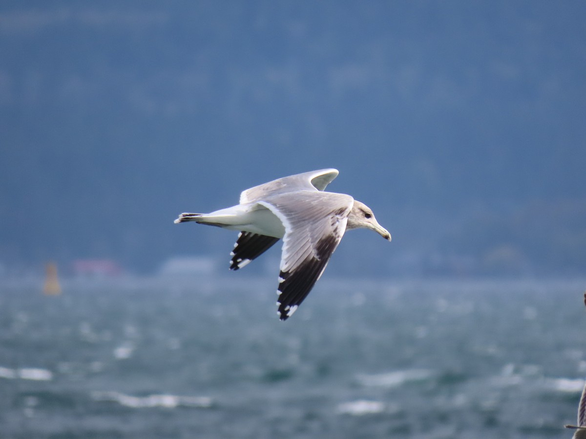 California Gull - ML625225654