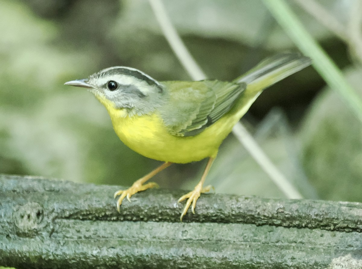 Golden-crowned Warbler - ML625225736