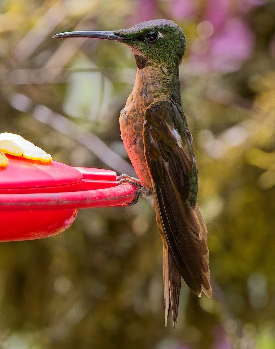 Fawn-breasted Brilliant - ML625226219