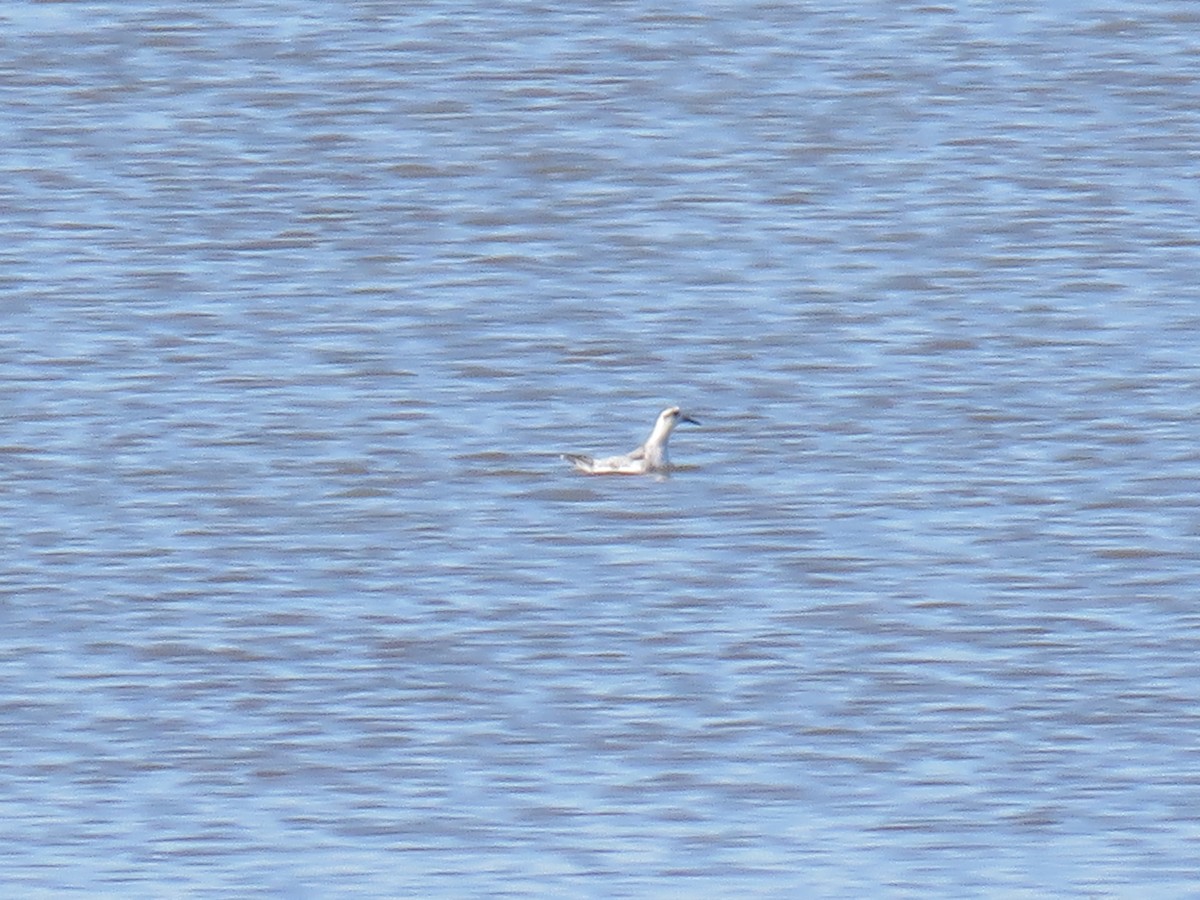 Red Phalarope - ML625226249