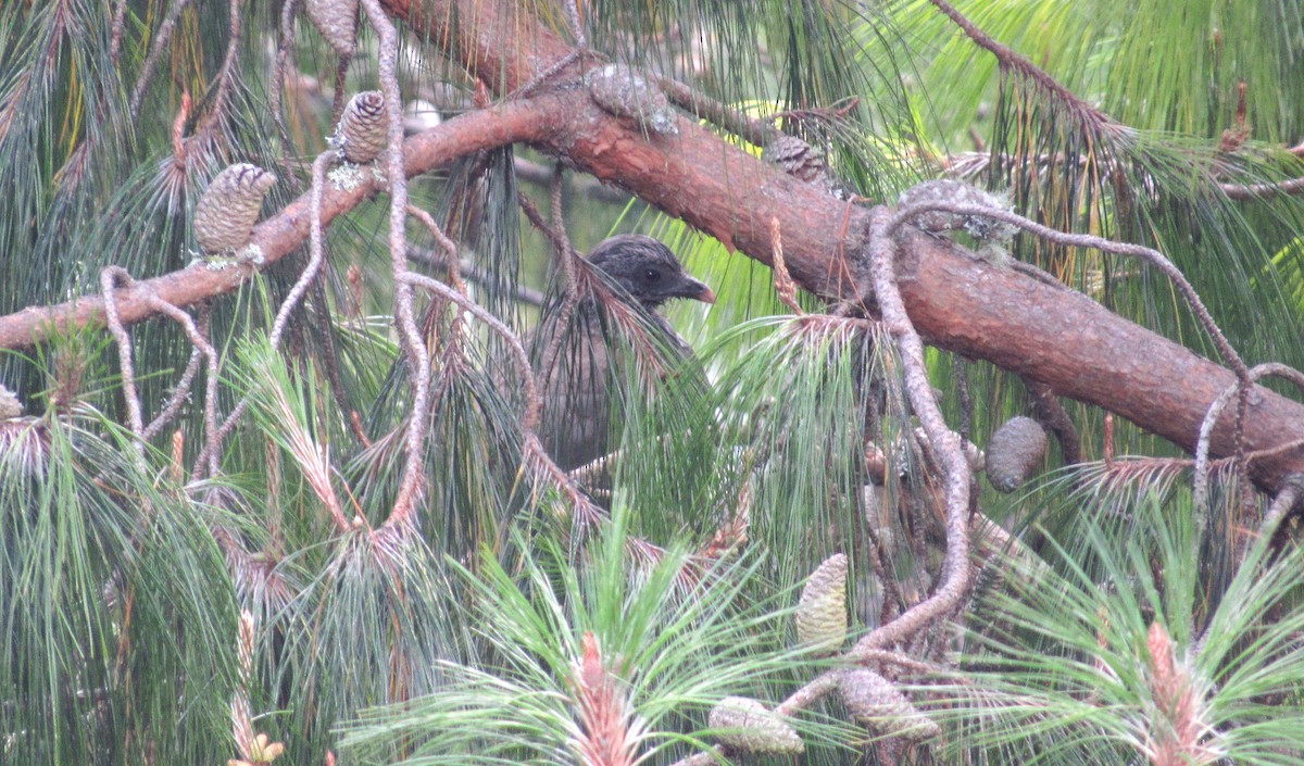 Andean Guan - ML625226305