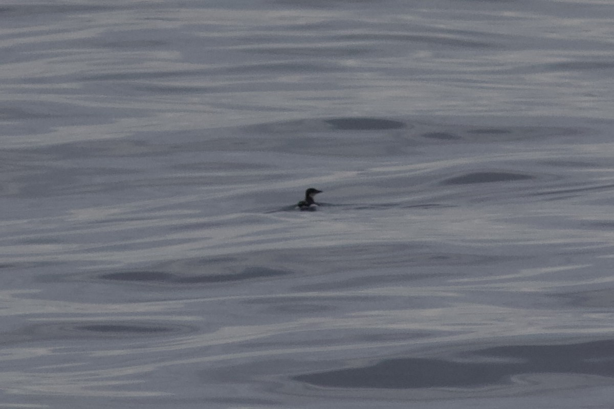 Dickschnabellumme - ML625226441