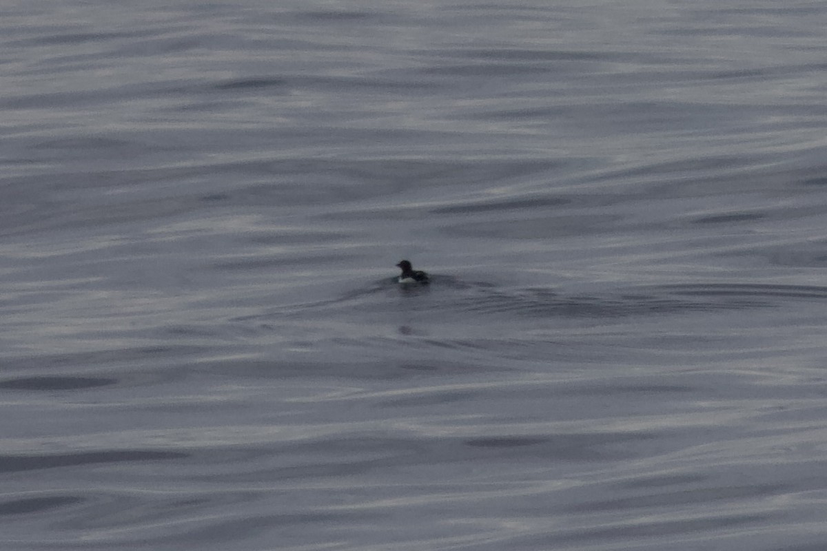 Dickschnabellumme - ML625226442