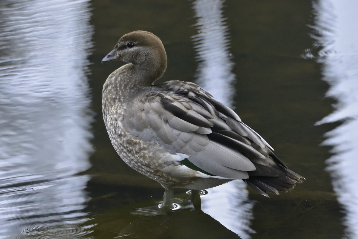 Maned Duck - ML625226452