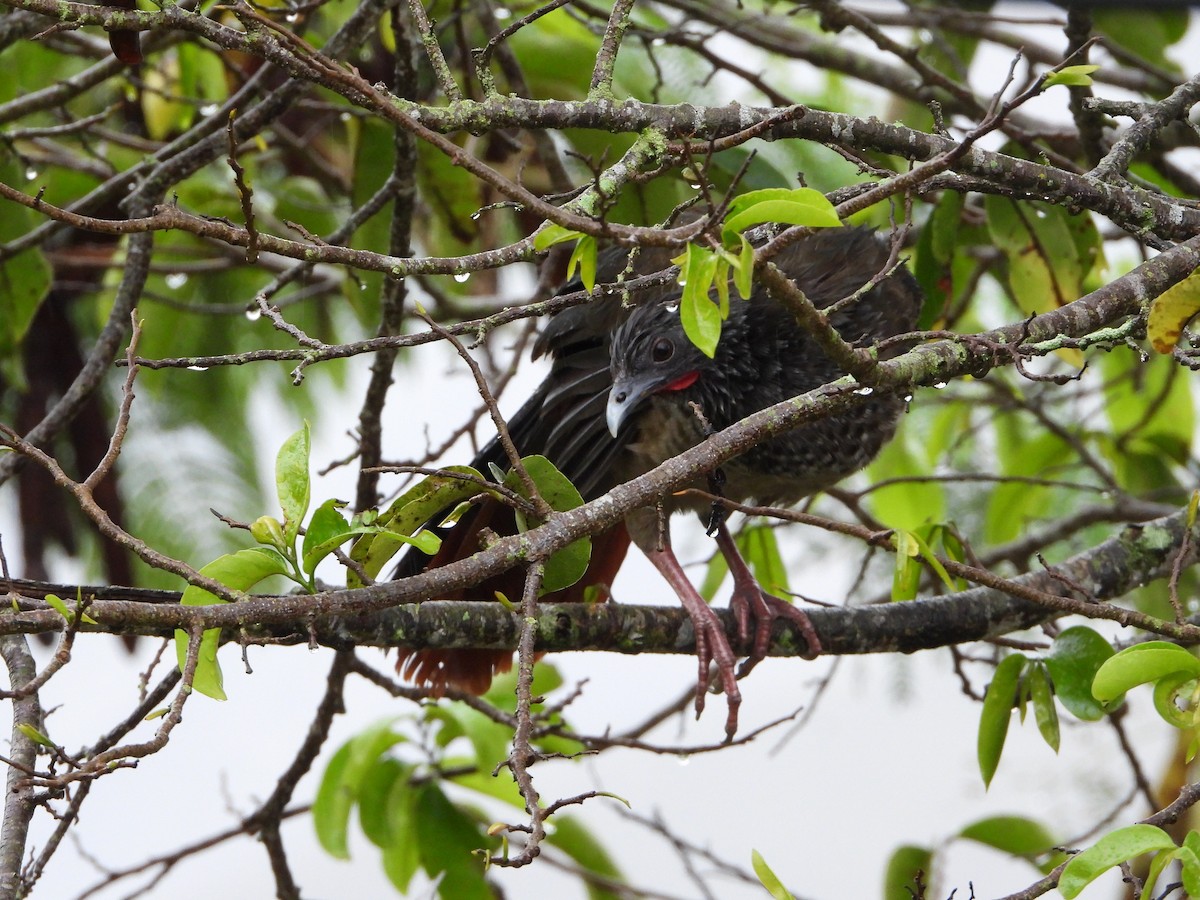 Colombian Chachalaca - ML625226453