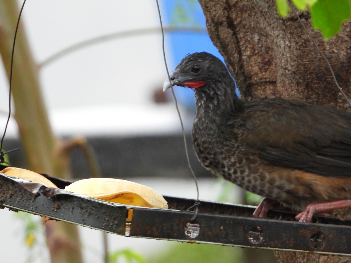 Colombian Chachalaca - ML625226454