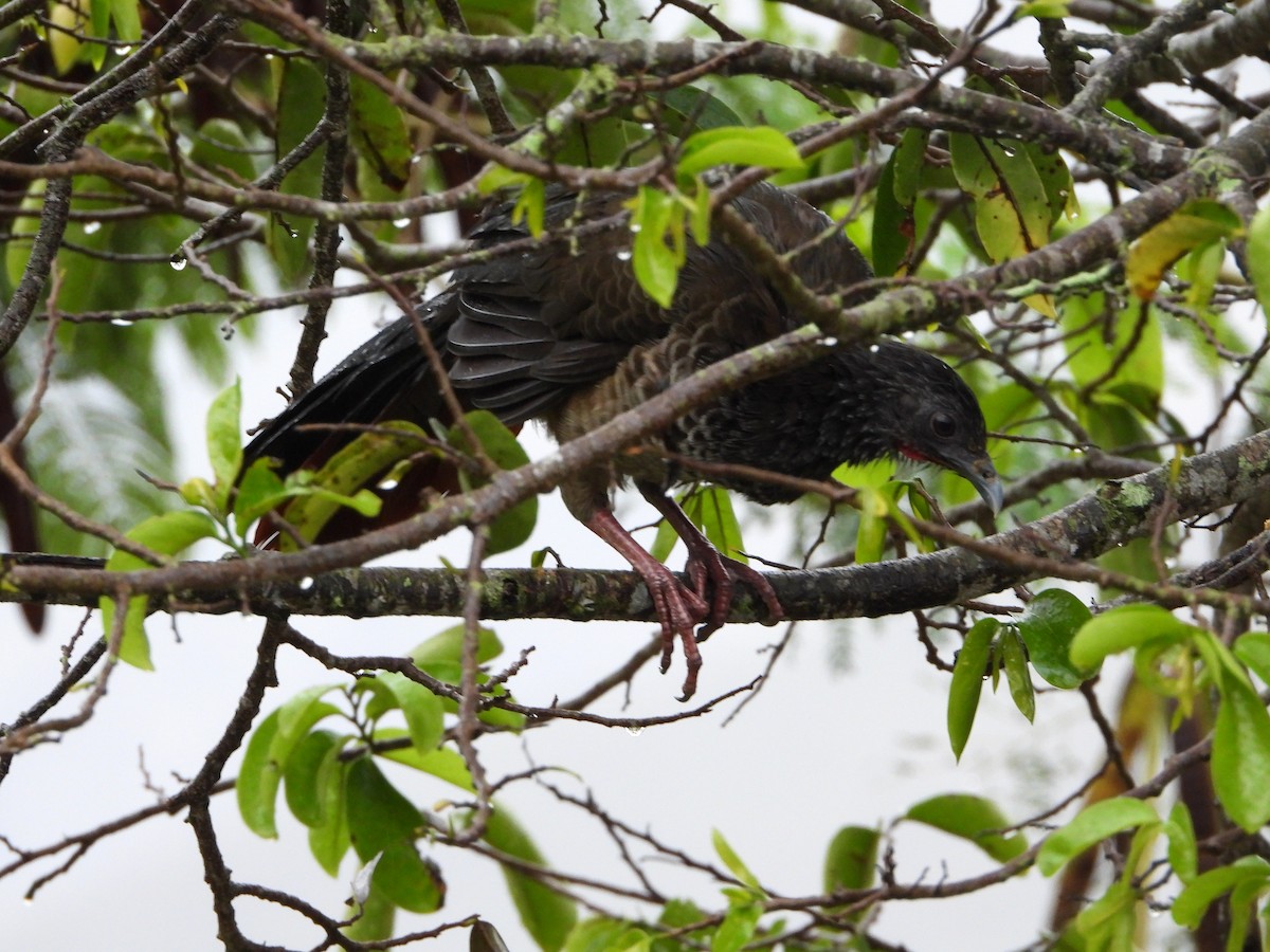 Colombian Chachalaca - ML625226455