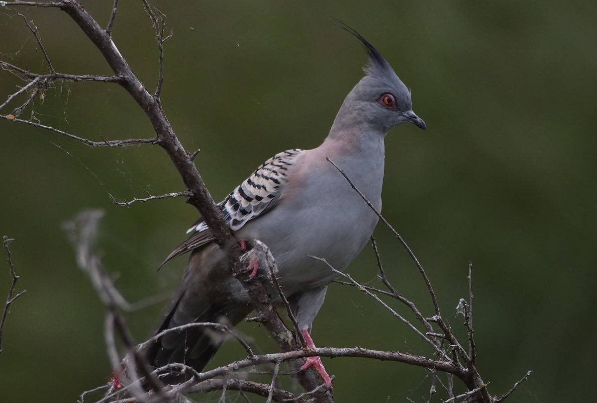 Crested Pigeon - ML625226468