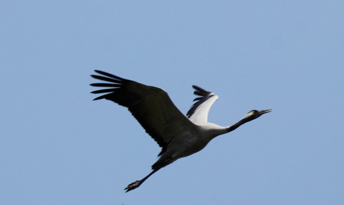 Demoiselle Crane - ML625226470