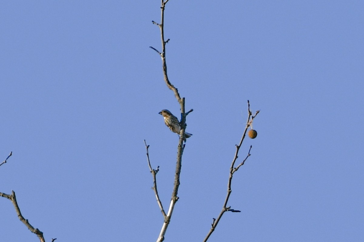 Purple Finch - ML625226472