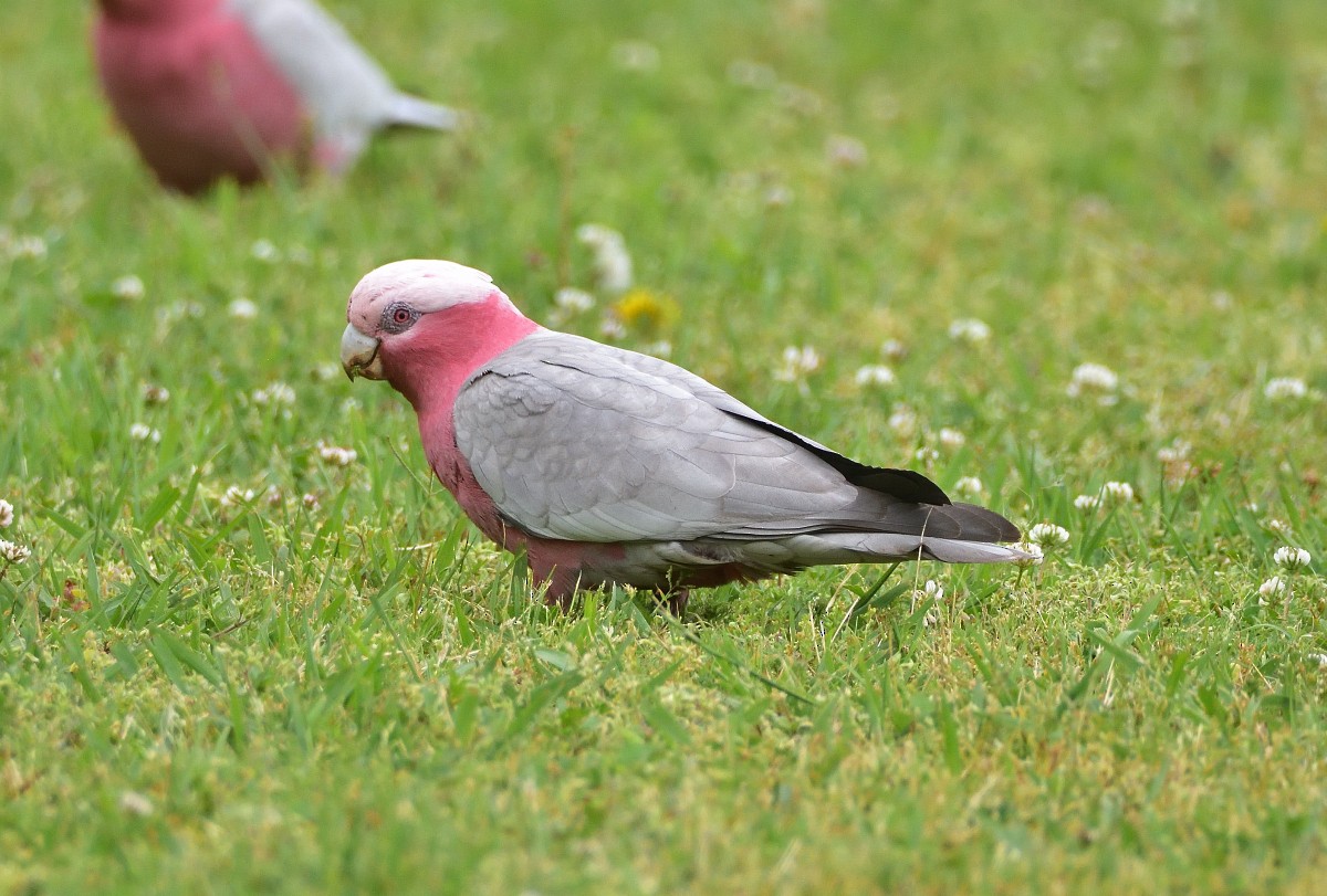 Galah - ML625226478